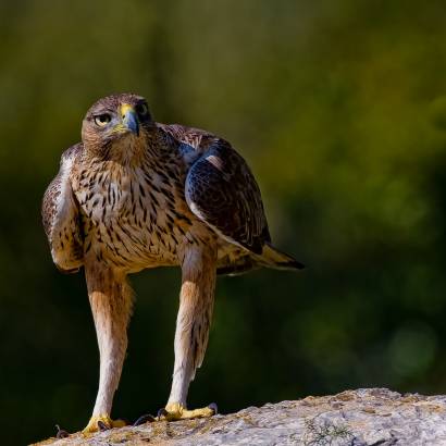 La Faune et la Flore du Luberon La Faune et la Flore du Luberon