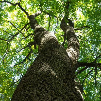 Rendez-vous Nature : Gestion durable de l’arbre avec le réchauffement climatique