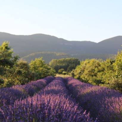 Massage aromatique au cœur des lavandes Massage aromatique au cœur des lavandes