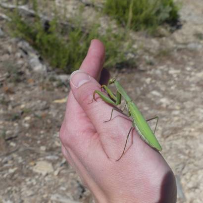 A la découverte des insectes du jardin A la découverte des insectes du jardin