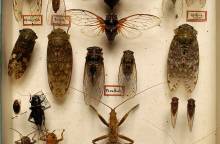 Collection Louis Gauthier