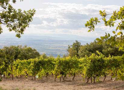 Domaine Saint-Amant