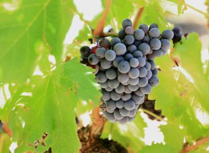 Domaine des Lauses