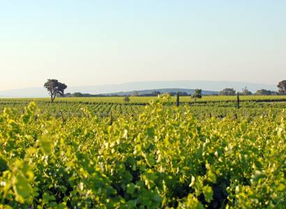 Famille Quiot : Visite du Raisin au Verre