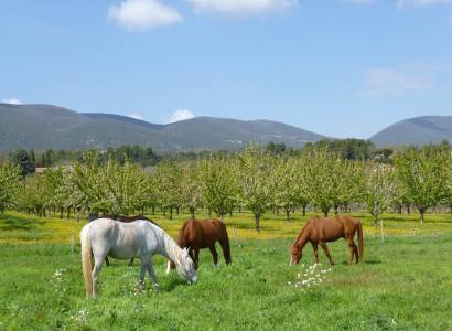 Cheval Enjeu