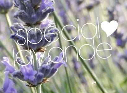 Spécial lavande