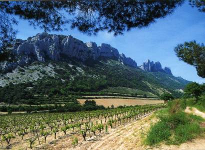 Circuit pédestre - Dentelles de Montmirail - R. du midi/ Col du Cayron