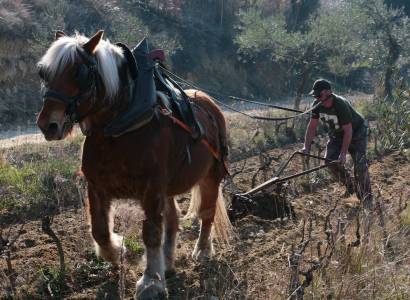 Domaine la Source des Romarins