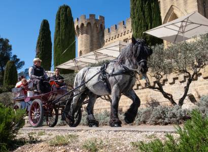 Les Chevaux du Mistral