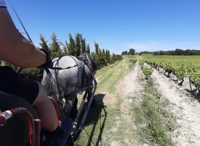 Balades en calèche
