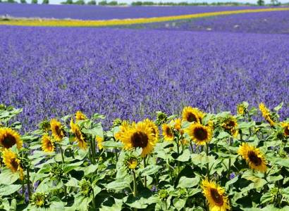 Provence by Flore Tours
