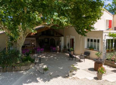 Le Vieux Platane