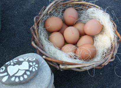 Poules & co