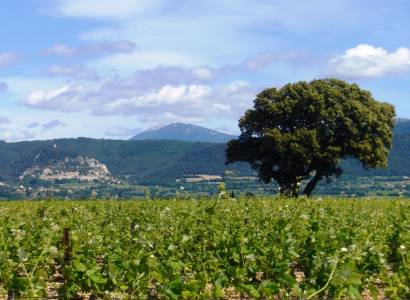 Visite du vignoble et de la cave - Domaine de la Girardière