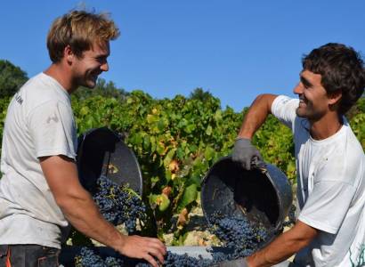 Visite du vignoble et de la cave - Domaine Ferme des Arnaud