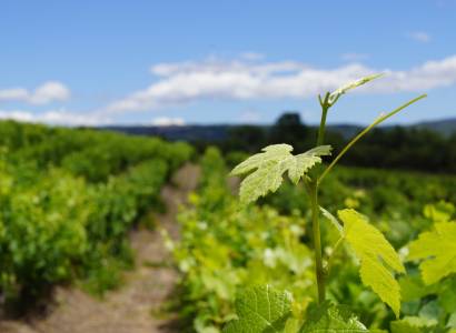 Domaine Font Alba - Sentier Vigneron