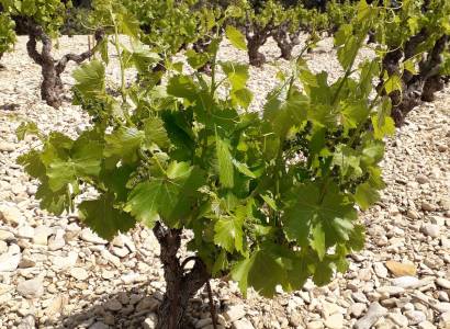 Découverte du sentier vigneron - Domaine Dames de Lune