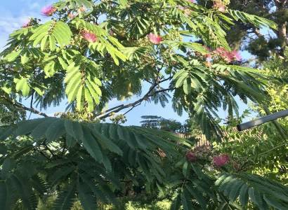 Dans un Jardin en Provence