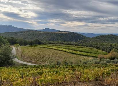 Balade vigneronne et dégustation - Mas des Maillets