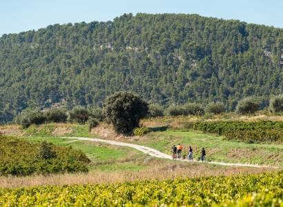 Balade à VTT électrique dans le vignoble et dégustation - Rhonéa