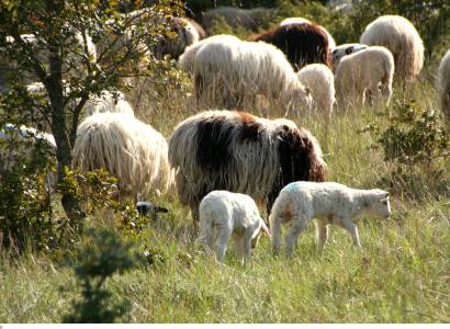 GAEC Les Cabanes