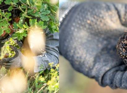 Démonstration de cavage : à la recherche de la reine des truffes : la mélanosporum