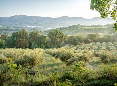 Pique-nique dans l'Oliveraie à La Bastide du Laval
