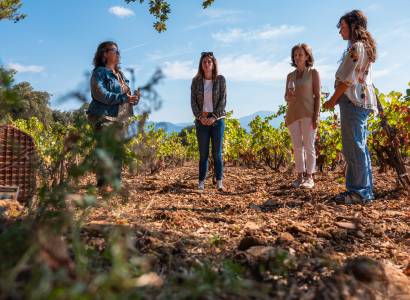 Sophrologie dans les vignes