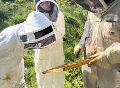 Apinae Apiculture