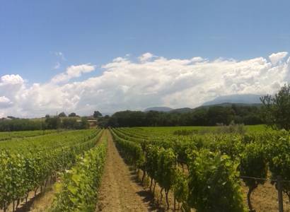 Visite gourmande du vignoble - Domaine Terre de Gaulhem