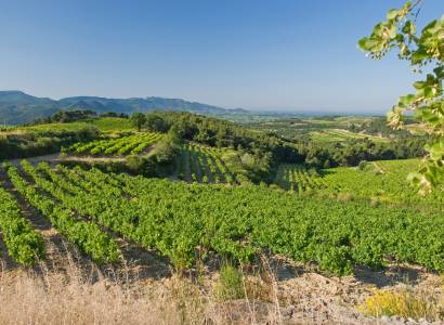 Visite du vignoble et de la cave - Domaine du Bramadou