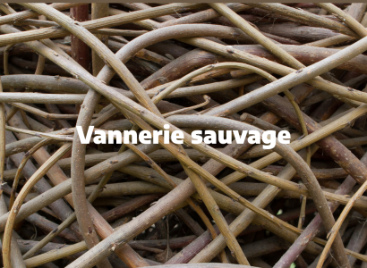 Initiation à la vannerie sauvage