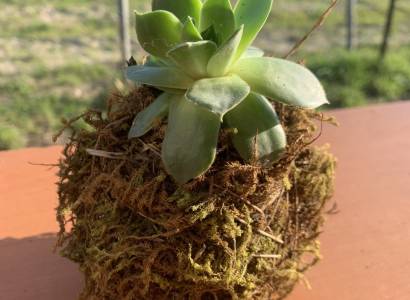 Créations végétales – Créer son kokedama