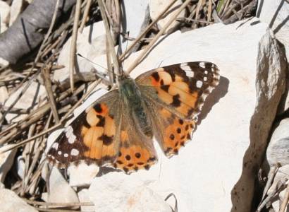 Les papillons de la colline de la Bruyère 