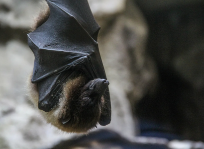 Exposition «Chauve-souris, une vie renversante»