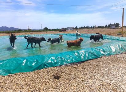 Parc aquatique canin