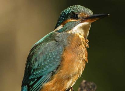 Exposition photos «Au cœur de la nature»