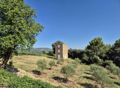 Visite du vignoble 'La vigne en mouvement' - La Maison des Nomades
