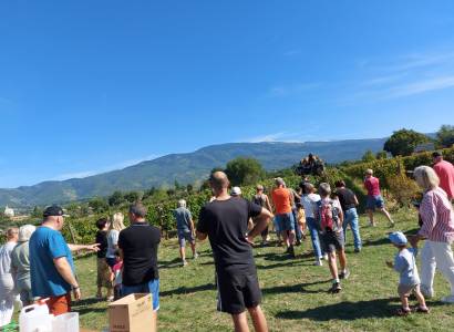 Festival Ventoux Saveurs : Vendanges de notre parcelle pédagogique VMV