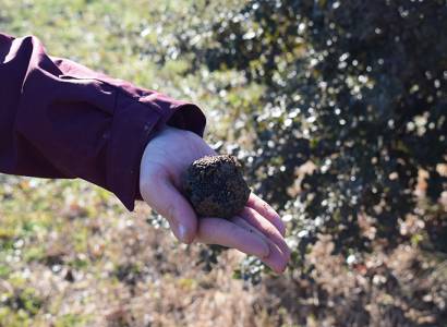 Balade gourmande, cavage et dégustation de truffe