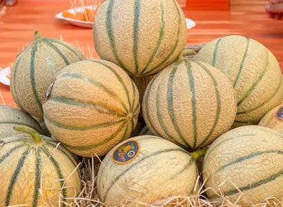 Conférence : Le melon se la raconte