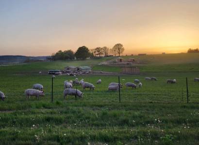 Festival Ventoux Saveurs : Portes ouvertes - Cochon du Mont Ventoux