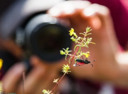 LA PHOTOGRAPHIE NATURE: DE L’ILLUSTRATION À L’ART