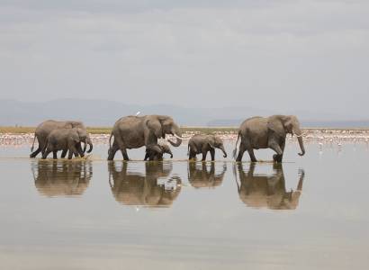 Paysage avec des animaux