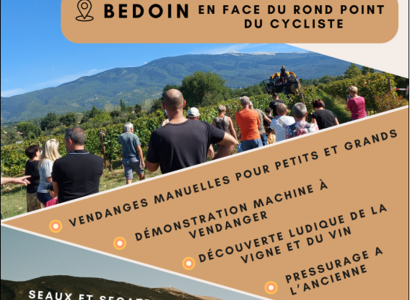 Vendanges de notre parcelle pédagogique