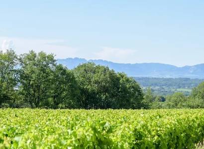Grapillade de raisin 2026