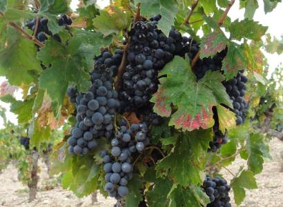 Rendez-vous nature :  Biodiversité et viticulture