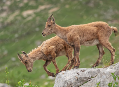Conférence consacrée au bouquetin des Alpes