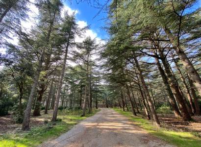 La Forêt des cèdres