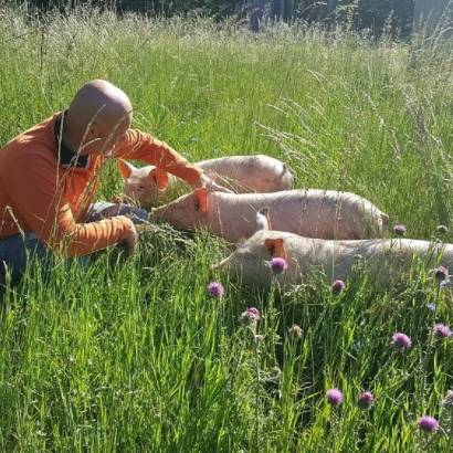 Visit a pig farming outdoors